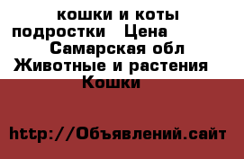 кошки и коты подростки › Цена ­ 5 000 - Самарская обл. Животные и растения » Кошки   